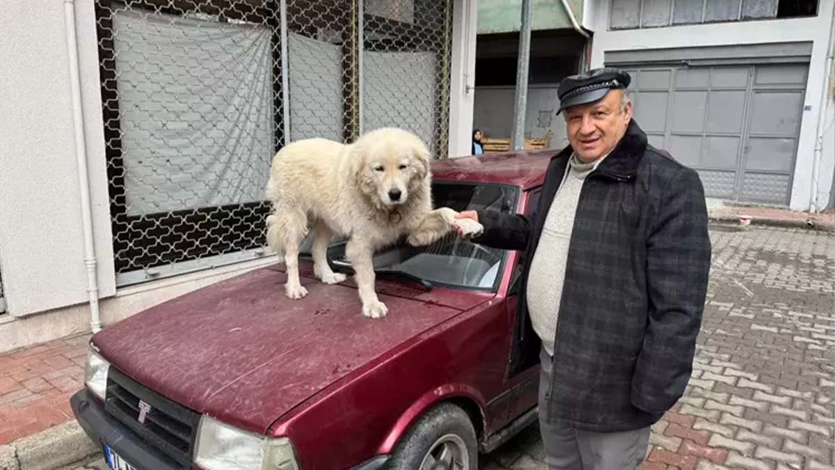 4 yıl önce sahiplendiği köpeği Binnaz'ı aracının üzerinde gezdiriyor
