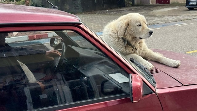 4 yıl önce sahiplendiği köpeği Binnaz'ı aracının üzerinde gezdiriyor