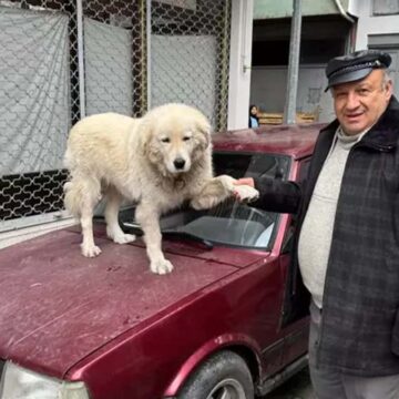4-yil-once-sahiplendigi-kopegi-binnazi-aracinin-uzerinde-gezdiriyor-ynI8SRUW.jpg 4 yıl önce sahiplendiği köpeği Binnaz’ı aracının üzerinde gezdiriyor