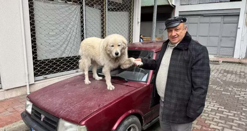 4 yıl önce sahiplendiği köpeği Binnaz’ı aracının üzerinde gezdiriyor