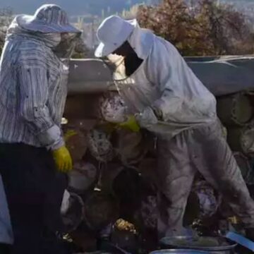 Bitlis’te en tatlı hasat başladı: Kilosu 2 bin liradan satılıyor