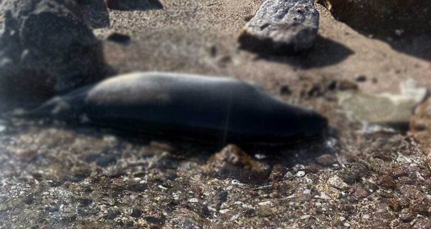 Bodrum’da ölü Akdeniz foku karaya vurdu