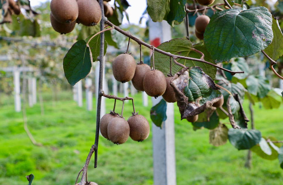 Coğrafi işaretli üründe hasat başladı: Kente 300 milyon lira kazandıracak