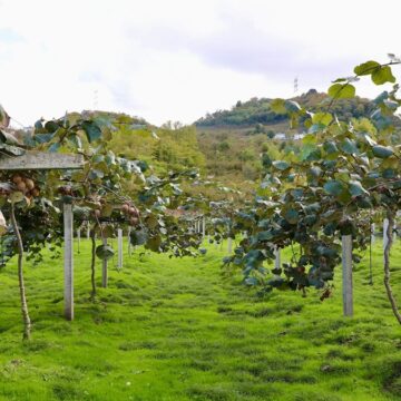 Coğrafi işaretli üründe hasat başladı: Kente 300 milyon lira kazandıracak