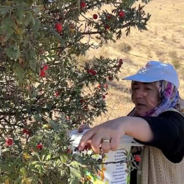 Dağın yamacında  hasadı başladı: Köylüler tek tek elleriyle topluyor