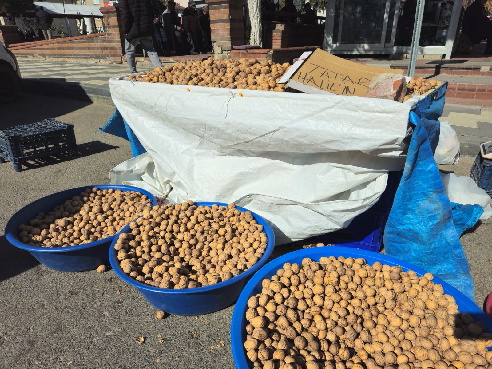 Geç başlayan hasatta çuvallar doldu taştı: Kilosu 250 liradan satılıyor 1 Geç başlayan hasatta çuvallar doldu taştı: Kilosu 250 liradan satılıyor