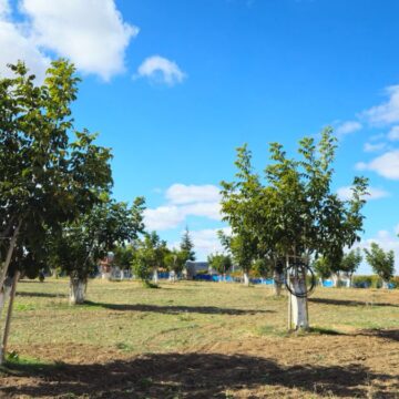 Geç başlayan hasatta çuvallar doldu taştı: Kilosu 250 liradan satılıyor