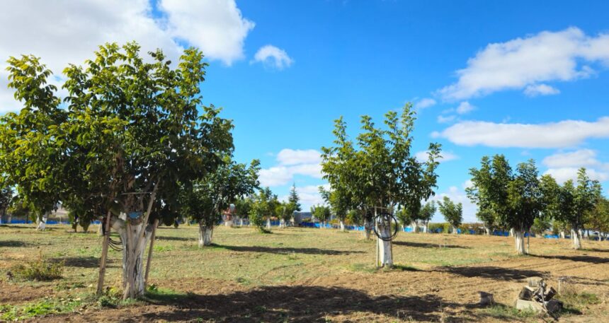 gec-baslayan-hasatta-cuvallar-doldu-tasti-kilosu-250-liradan-satiliyor-me1ZVe7T.jpg Geç başlayan hasatta çuvallar doldu taştı: Kilosu 250 liradan satılıyor