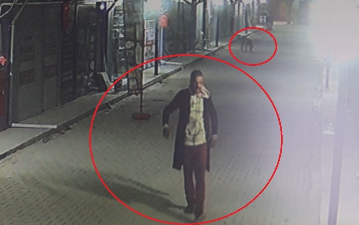 Hatay'da vahşet: 4 kediyi sokak köpekleri parçaladı