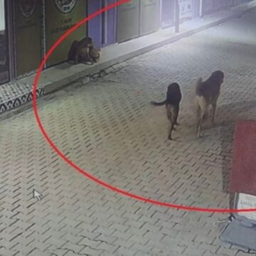 Hatay’da vahşet: 4 kediyi sokak köpekleri parçaladı