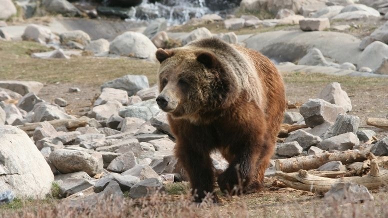 Nemrut'ta 'ayı' önlemi: Kış boyunca kapalı olacak!