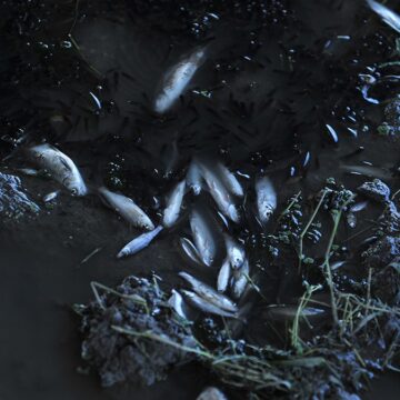 Nilüfer Çayı’nda toplu balık ölümleri