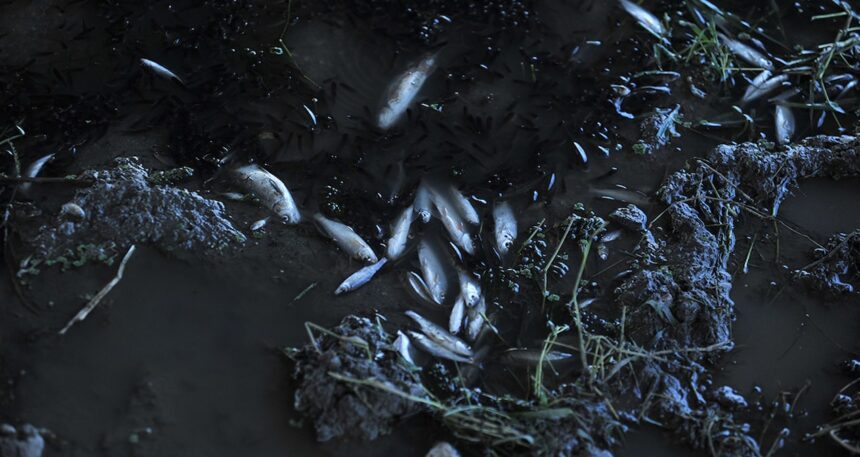 Nilüfer Çayı’nda toplu balık ölümleri