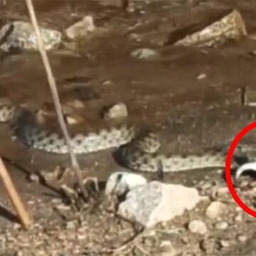 Yılanın balık avı anbean kaydedildi