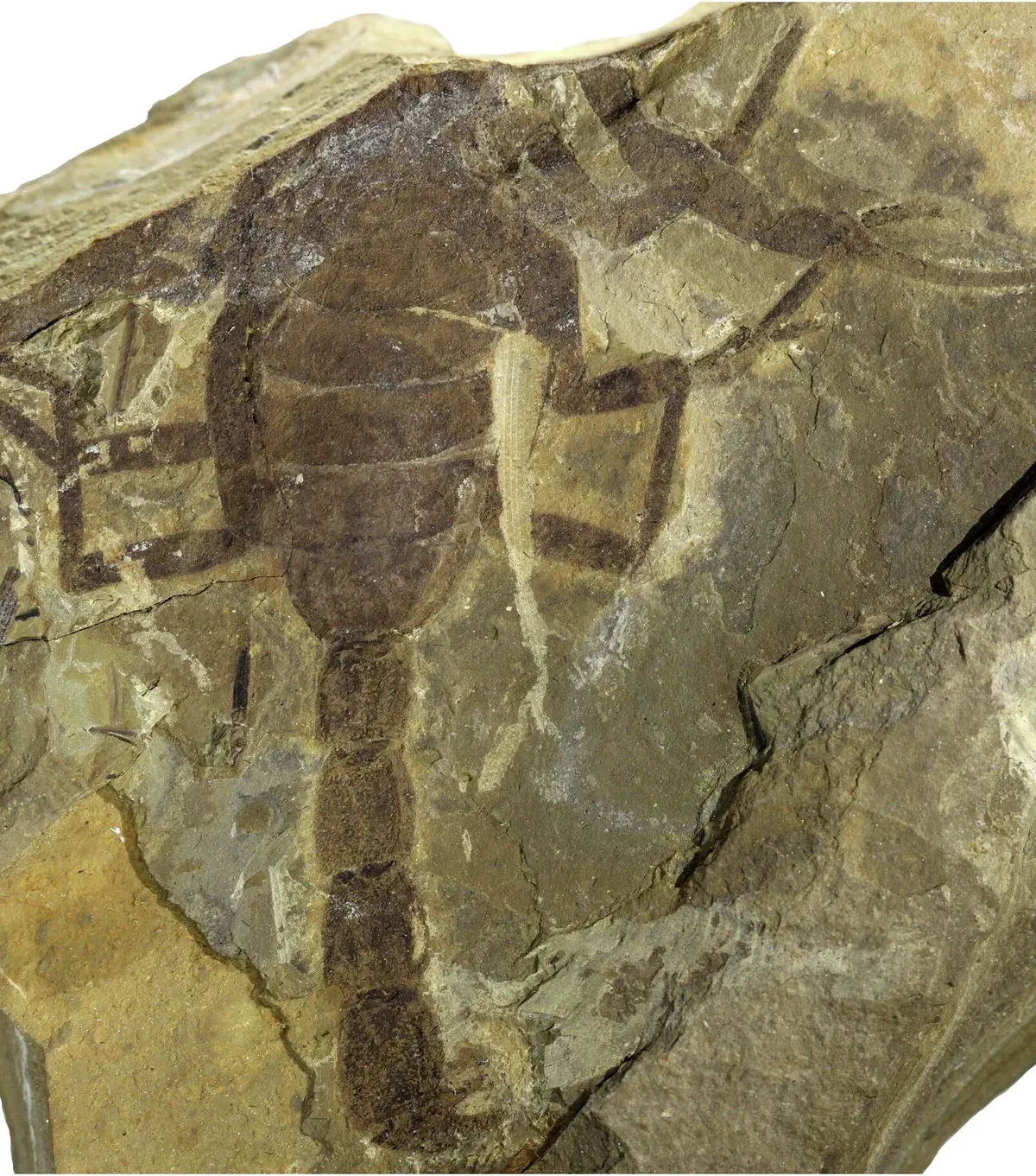 125 milyon yıllık dev akrep fosili keşfedildi