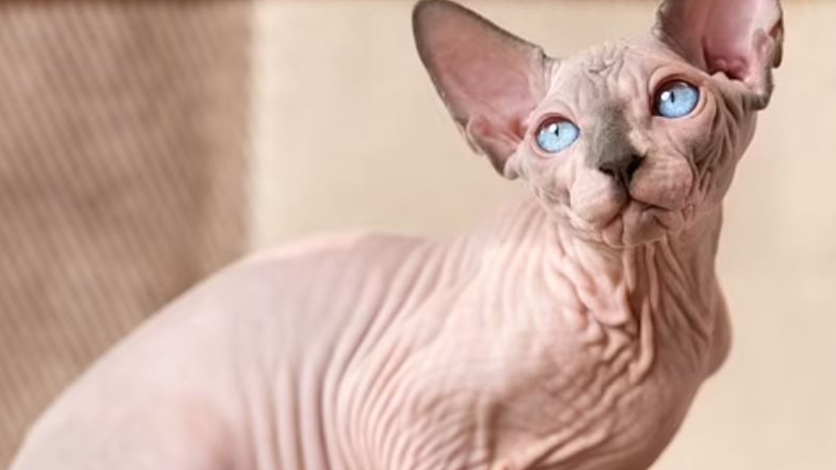 57 yaşındaki ünlü oyuncudan 'tüysüz kedi' itirafı: Geceleri yapıyorum!