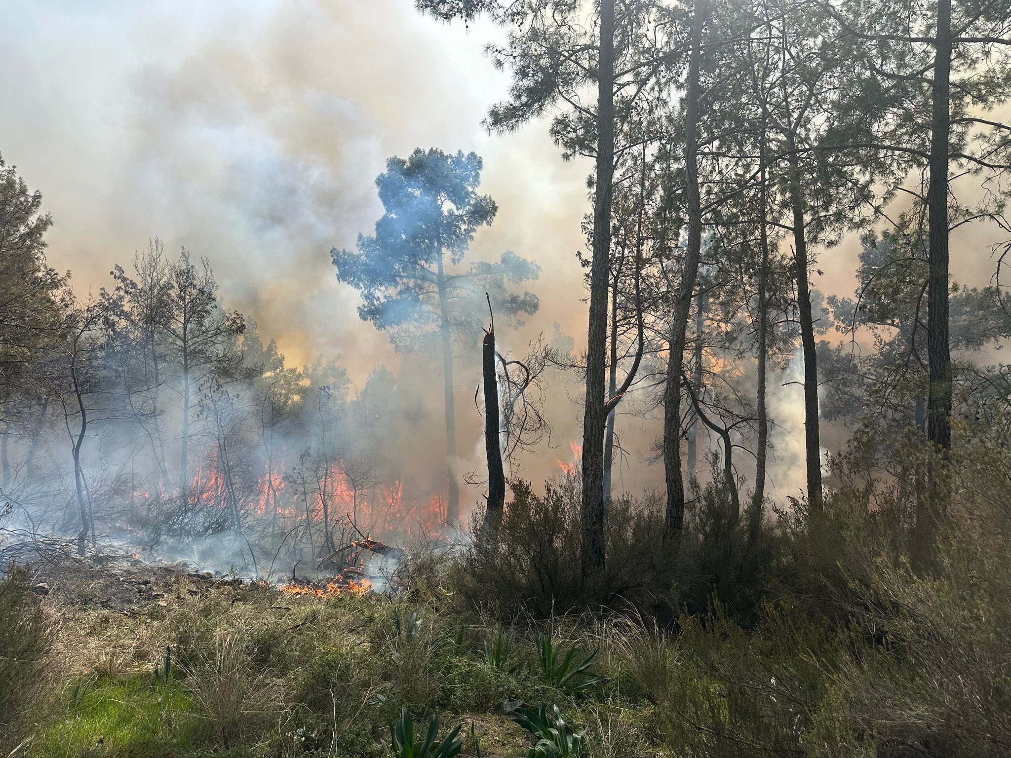 Antalya'da orman yangını: Müdahale sürüyor