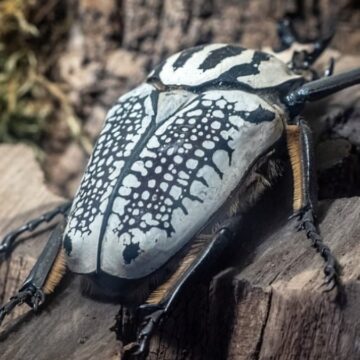 Dünyanın en büyük böceği yok olma tehlikesi altında