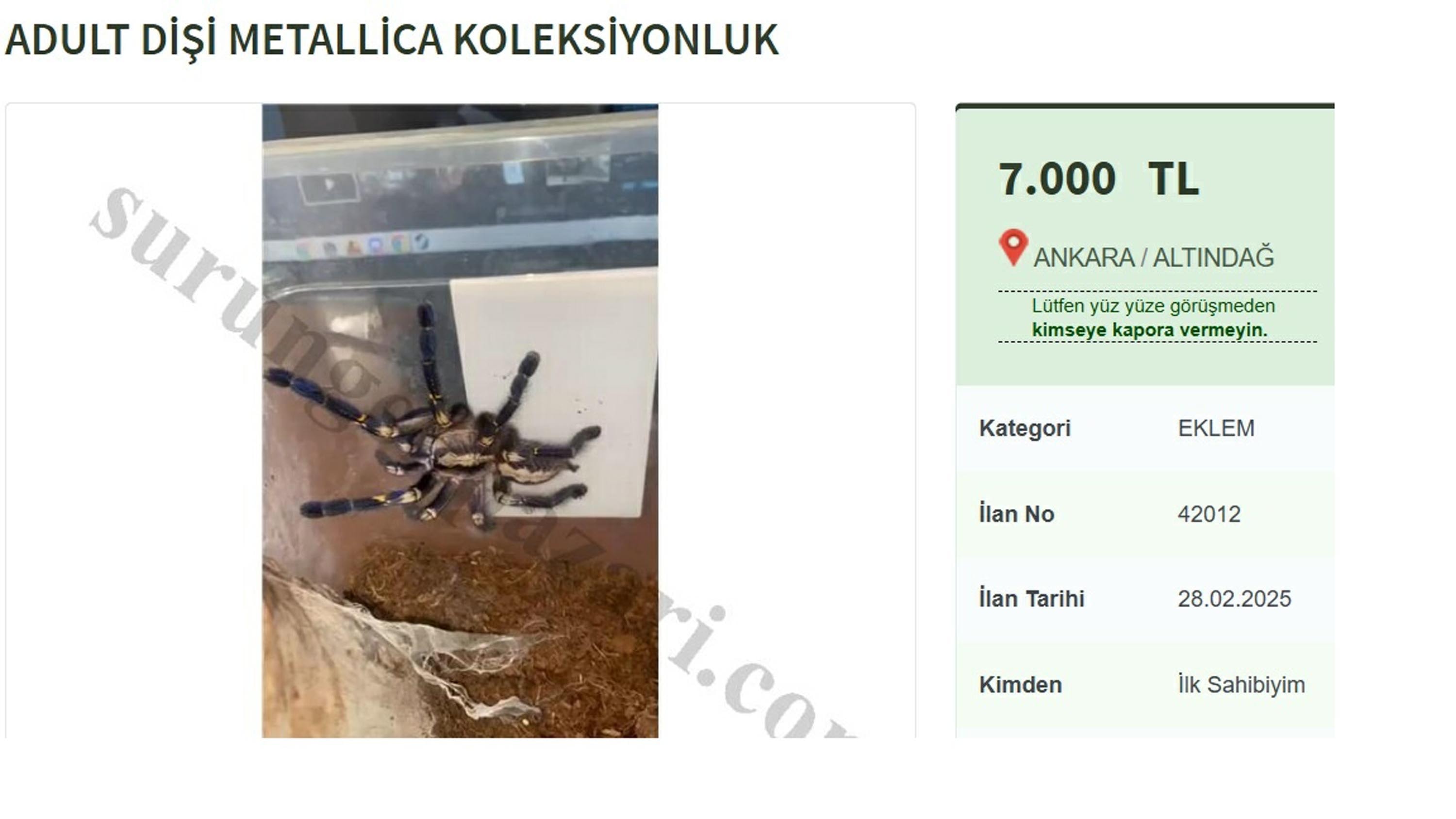 İnternette yasa dışı tarantula satışı