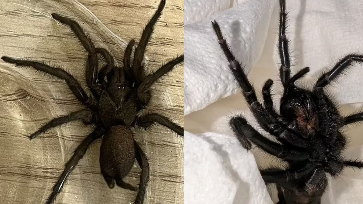 Kargodan dünyanın en korkunç yaratığı çıktı! Tek ısırığı yetiyor
