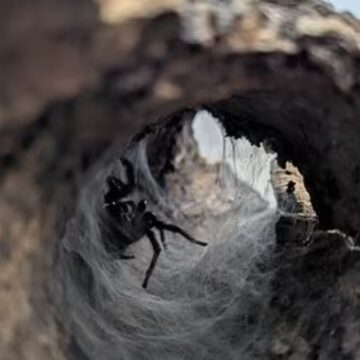 Kargodan dünyanın en  korkunç yaratığı çıktı! Tek ısırığı yetiyor