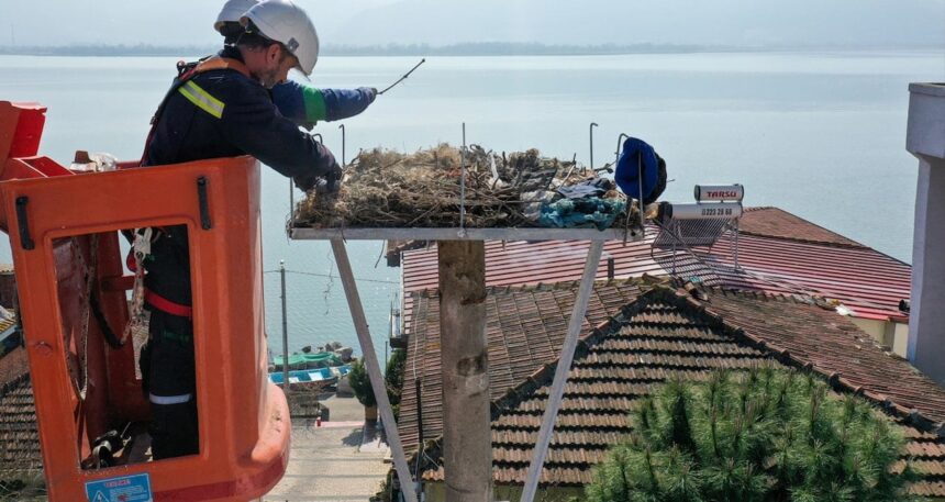 Leylekler dönüyor: Baharın habercileri için yuvalar hazır