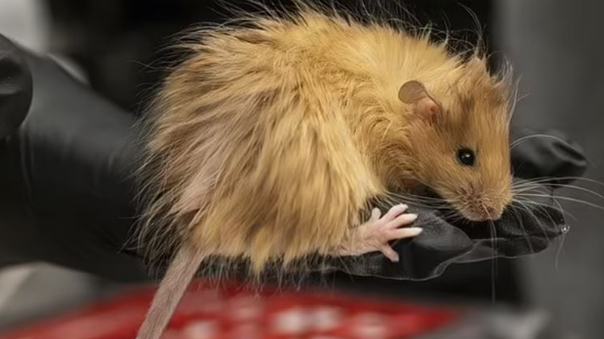 Mamut karışımı yünlü fareler doğdu! DNA'ları değiştirilmişti, dünya şokta