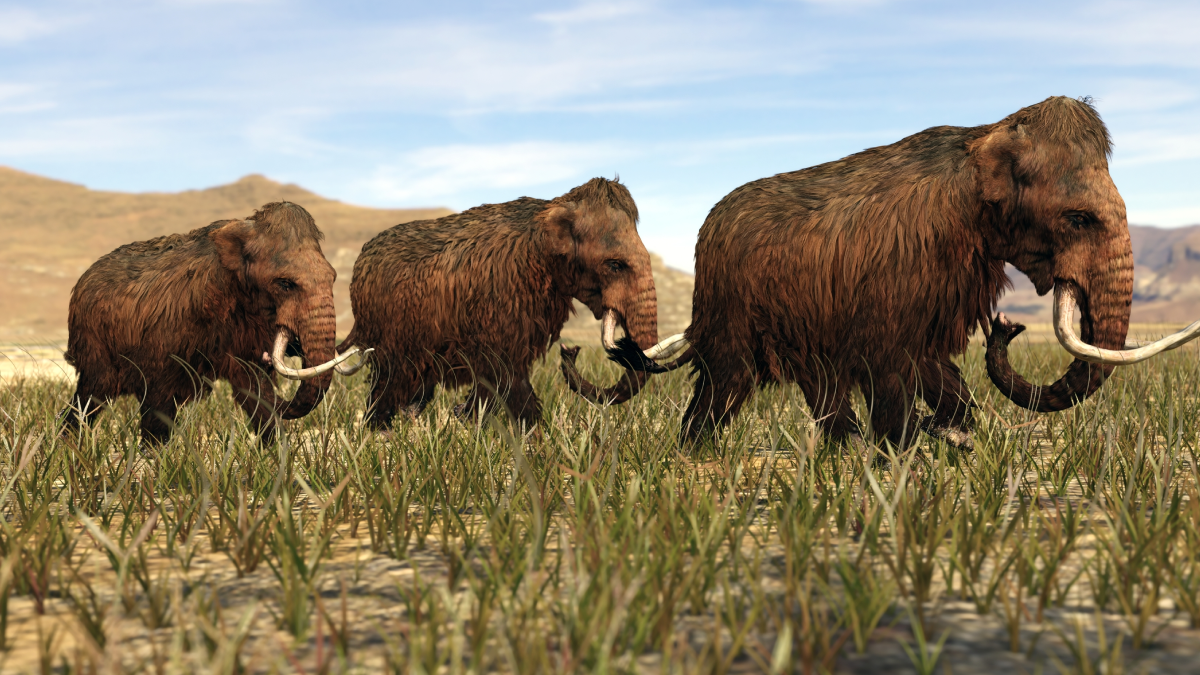 Mamut karışımı yünlü fareler doğdu! DNA'ları değiştirilmişti, dünya şokta