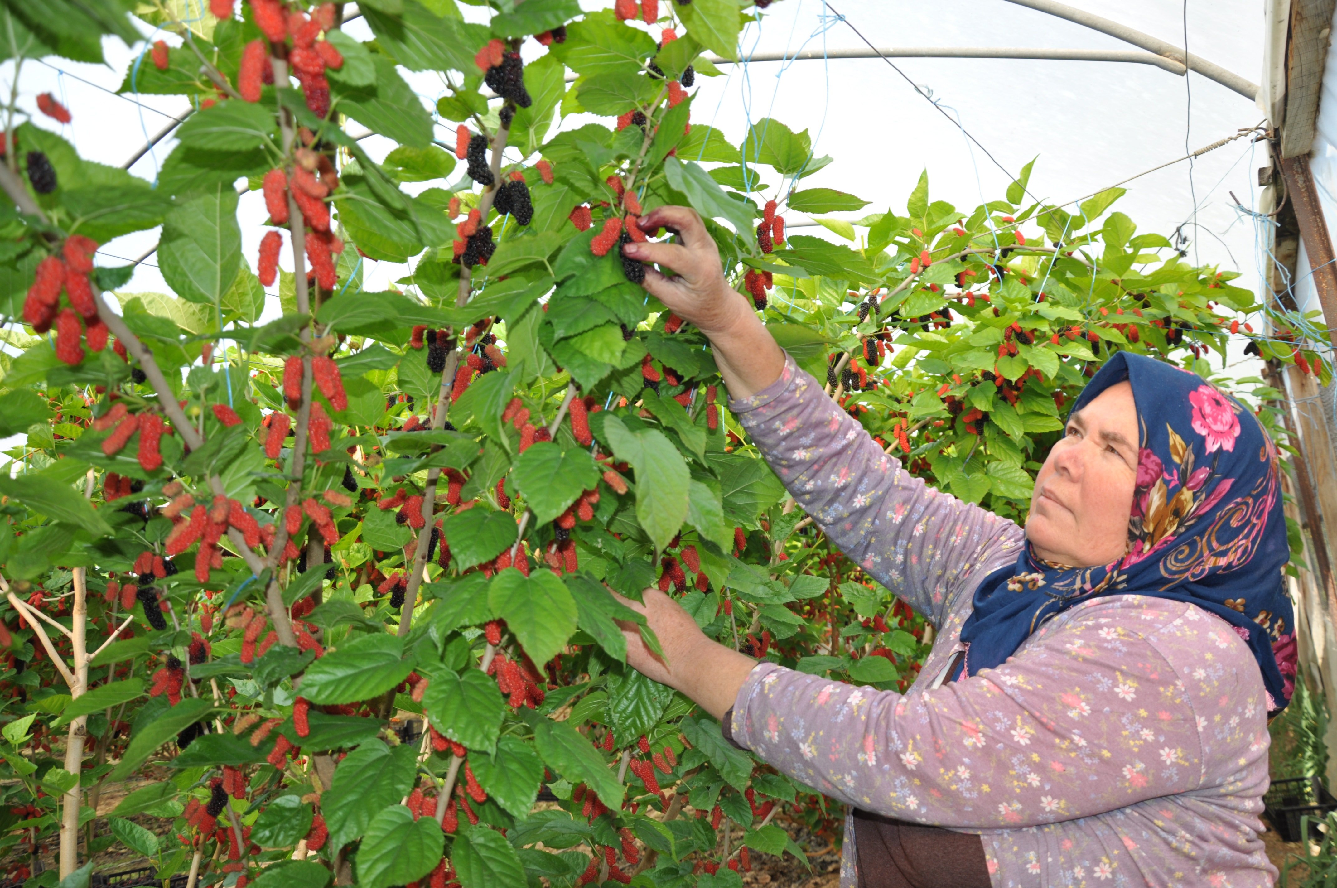 Seralarda hasadı başladı: Kilosu 120 liradan satılyıor