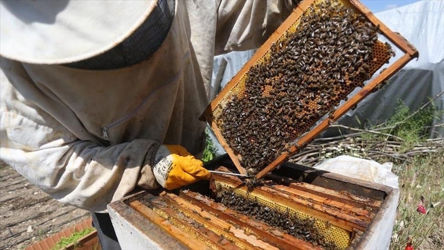 200 bin arı tek bir amaç için çalışacak: Hedefleri bal üretmek değil
