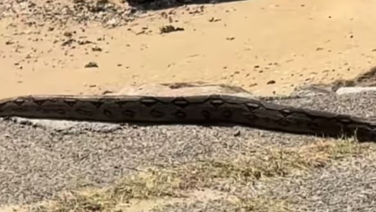 4 metre boyunda şehrin göbeğinde geziyor: Henüz yakalanmadı
