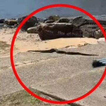 4 metre boyunda şehrin göbeğinde geziyor: Henüz yakalanmadı