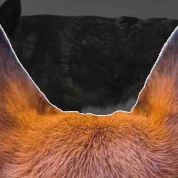 Bilim insanlarını endişelendiren keşif: Tilki gibi görünüyor, köpek gibi havlıyor!