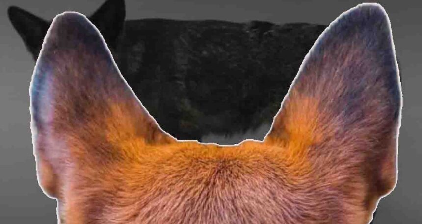 Bilim insanlarını endişelendiren keşif: Tilki gibi görünüyor, köpek gibi havlıyor!