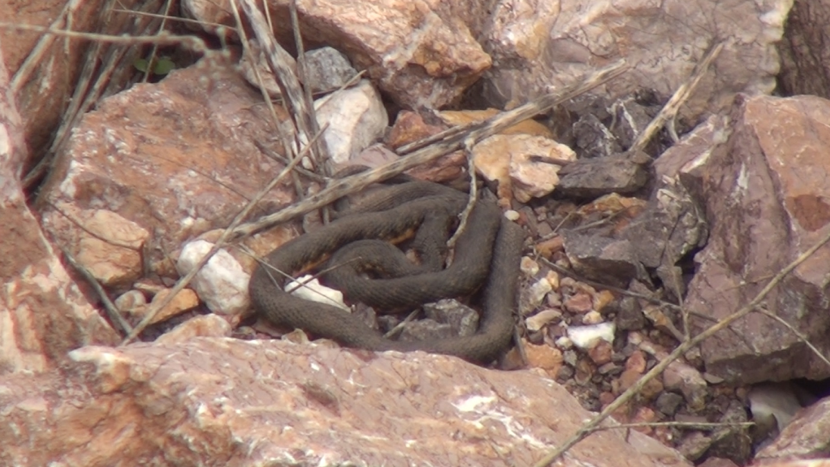 Binlercesi aynı anda yer altından çıkmaya başladı: Köylüler görmek için sıraya geçti 1 Binlercesi aynı anda yer altından çıkmaya başladı: Köylüler görmek için sıraya geçti