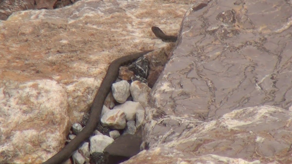 Binlercesi aynı anda yer altından çıkmaya başladı: Köylüler görmek için sıraya geçti 2 Binlercesi aynı anda yer altından çıkmaya başladı: Köylüler görmek için sıraya geçti