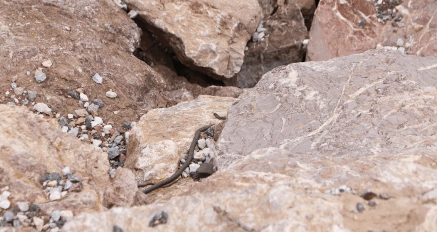 binlercesi-ayni-anda-yer-altindan-cikmaya-basladi-koyluler-gormek-icin-siraya-gecti-7RUpCs1A.jpg Binlercesi aynı anda yer altından çıkmaya başladı: Köylüler görmek için sıraya geçti