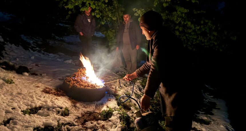 Hasat başladı: Tarladaki mahsul servet değerinde olunca gece gündüz başında nöbet tutuldu