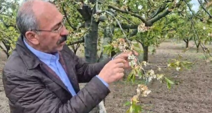 İznik Ovası’nda don felaketi: Çiftçimizin selası verildi, zarar 1 milyarın üzerinde!