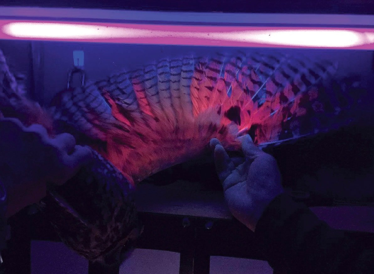 Kanatları pembe parlıyor... Gizli bir mesaj mı taşıyorlar?