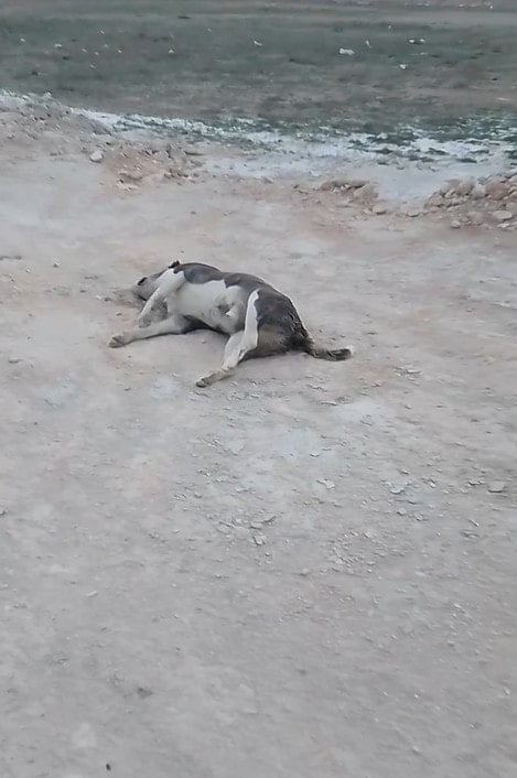 Konya’da zehirli ekmekle köpekleri öldürdüler