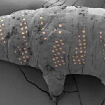 Nanoteknolojide devrim: Mikroskobik su ayılarına dövme yaptılar