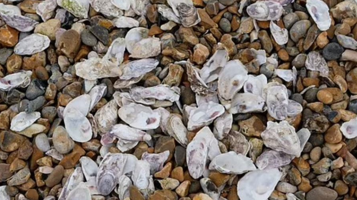 O plajlarda deniz kabuğu bile toplamak yasaklandı! 50 bin TL cezası var