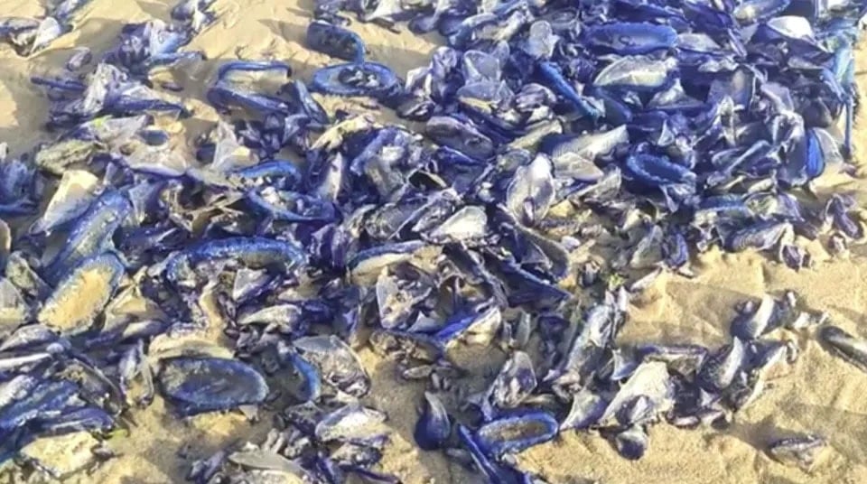 On binlercesi kıyıya vurdu: Gözde plaj mora büründü