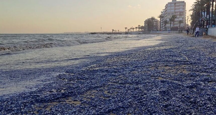 On binlercesi kıyıya vurdu: Gözde plaj mora büründü