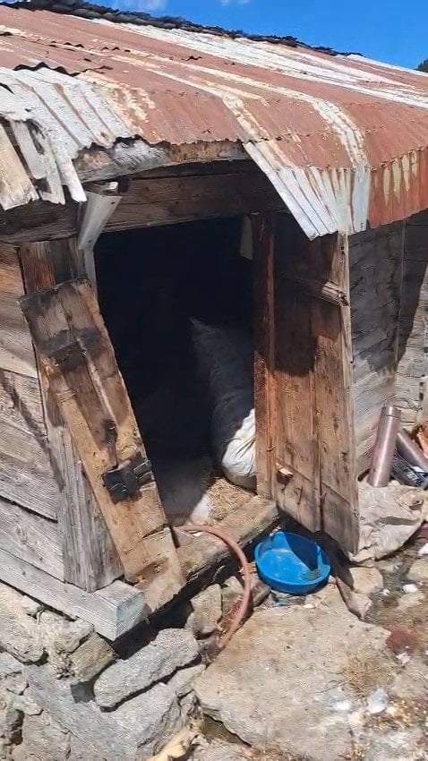 Rize'de kış uykusundan uyanan ayılar 30 eve zarar verdi