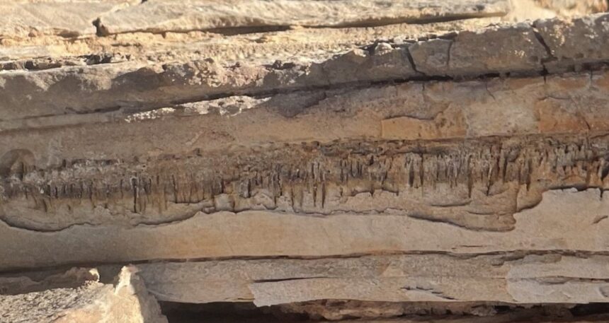 Tanımlanamayan mikroorganizma milyon yıllık iz bıraktı