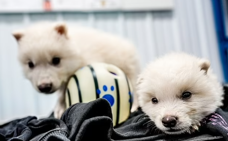 Tarihi bir dönüm noktası... 12 bin yıl önce nesli tükenmiş türü yeniden hayata döndürdüler!