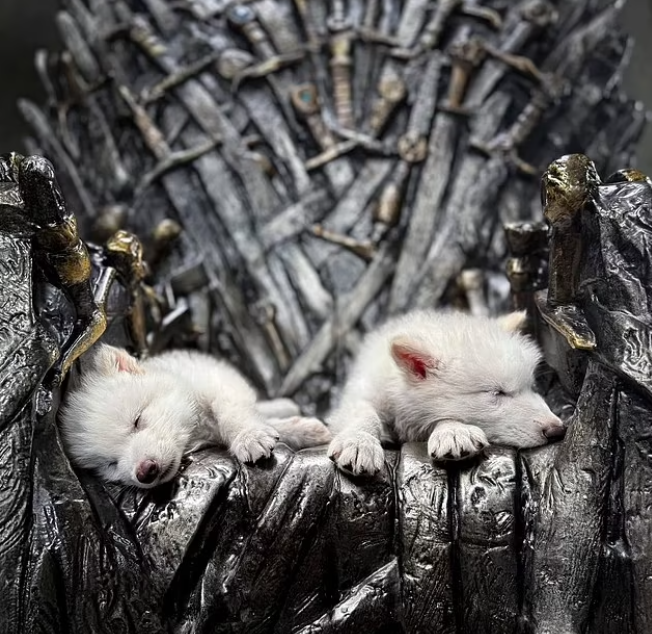 Tarihi bir dönüm noktası... 12 bin yıl önce nesli tükenmiş türü yeniden hayata döndürdüler!