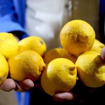 Ticaret Bakanlığı yurt dışına limon satışını yasakladı